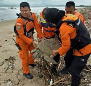 All lives matter Indonesia saves tsunami-stranded turtles.jpg