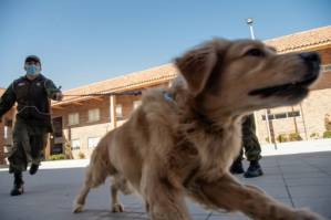 Chilean police train dogs to sniff out COVID-19.jpg