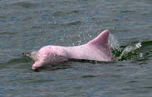 Hong Kong pink dolphins enjoy comeback as pandemic slows marine traffic.jpg