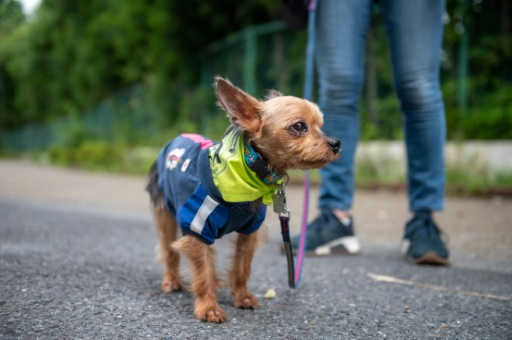 Tokyo's real life Paw Patrol keeps crime on short leash