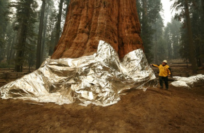 California fights fire with fire to protect giant sequoias.jpg