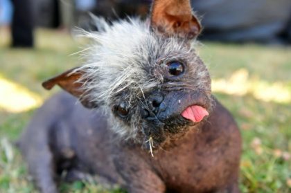 Check out the world's ugliest dog, Mr Happy Face.jpg