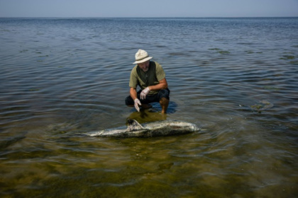 Black Sea dolphins casualties of Russia's war in Ukraine.jpg