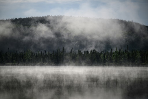 Subarctic boreal forest, vital for the planet, is at risk
