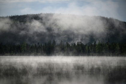 Subarctic boreal forest, vital for the planet, is at risk.jpg