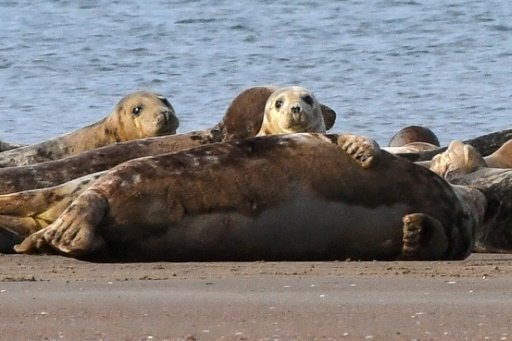 Shetland sanctuary fights to save seals as pollution takes toll