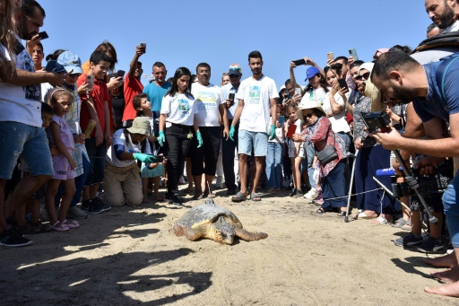 Endangered sea turtles get second life at Tunisian centre