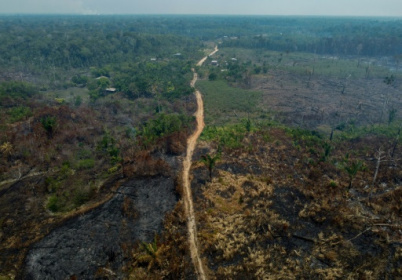 Deforestation in Brazilian Amazon down 22% in a year.jpg