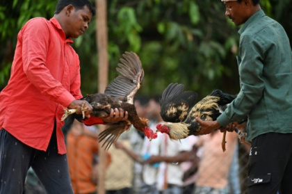 Cockfights still rule the roost in India's forest villages.jpg