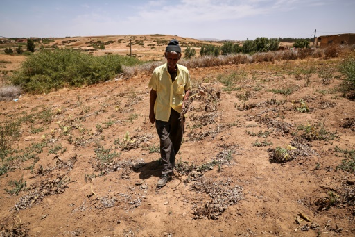 Crucial farm jobs dry up in drought-stricken Morocco