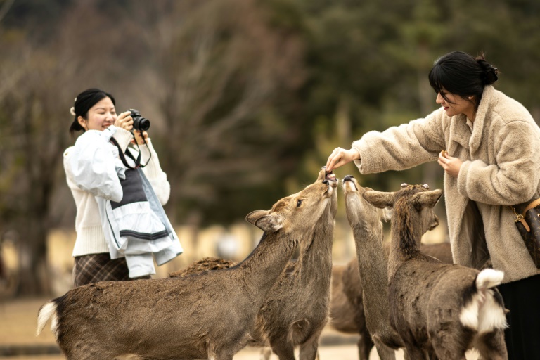 The squad saving deer from tourist trash in Japan's Nara