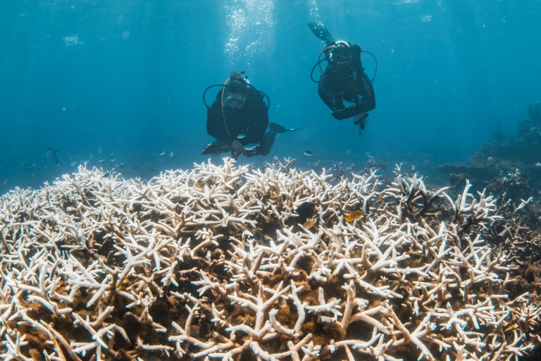 Coral reefs pushed to brink as bleaching crisis worsens