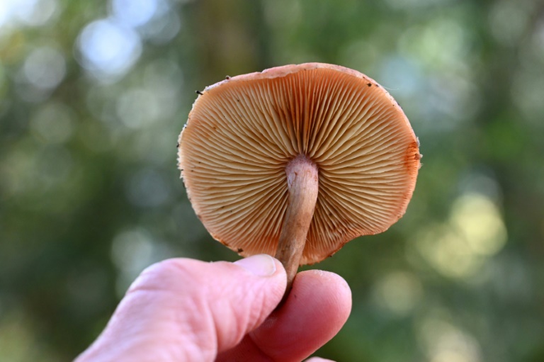 Hundreds of fungi species threatened with extinction: IUCN
