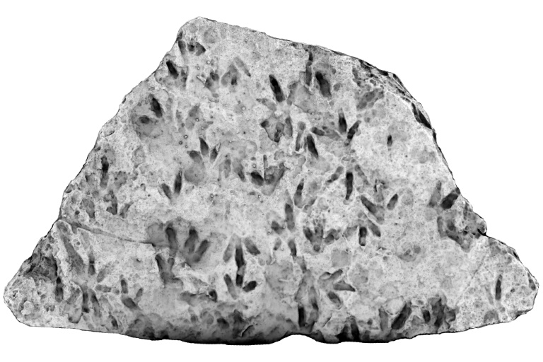 Trove of dinosaur footprints found at Australian school