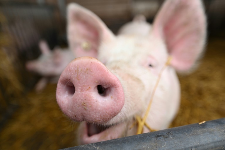 Chinese doctors implant pig liver in human for first time