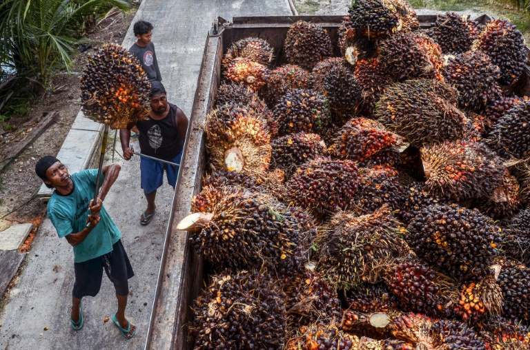 Indonesia palm oil firms eye new markets as US trade war casts shadow
