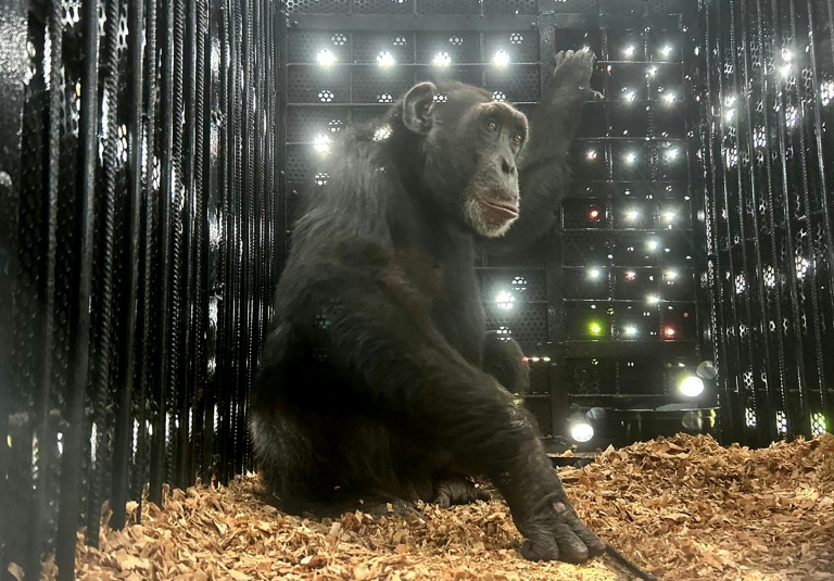 Colombia's lonely chimp Yoko finds new home in Brazil