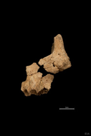 The partial face bones of the ancient human were nicknamed 'Pink'