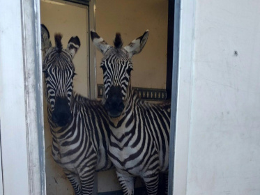 Two zebras were among the animals that German police discovered in the van