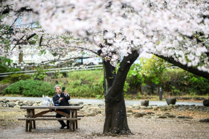 Japan's 'sakura' season is feverishly anticipated by locals and visitors alike, with the profusion of the stunning blossoms marking the start of spring