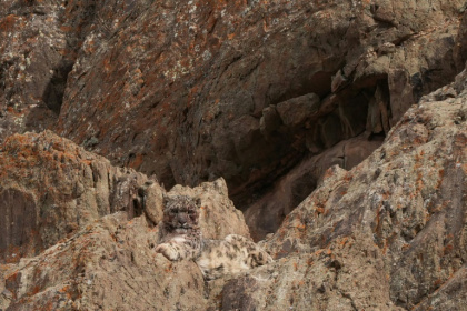 A snow leopard, seen here in India's northern Ladakh region in March