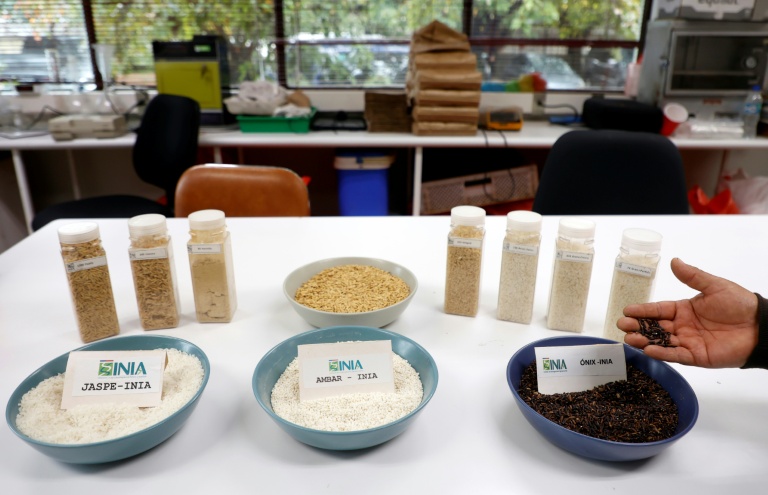 Less-thirsty rice offers hope in drought-stricken Chile