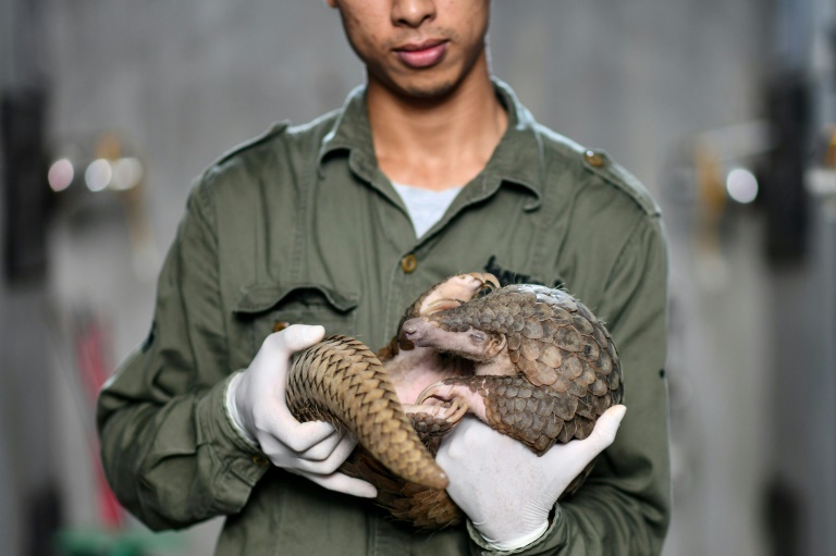 US moves to protect all species of pangolin, world's most trafficked mammal