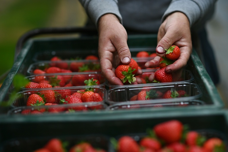 UK's sunniest spring yields unusually sweet strawberries
