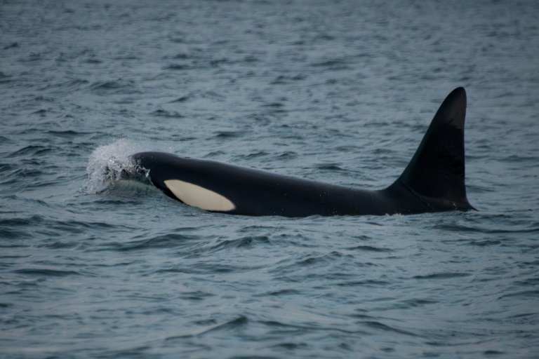 Killer whales spotted grooming each other with seaweed