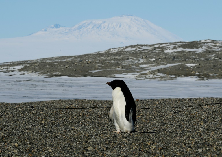 The surprising climate power of penguin poo