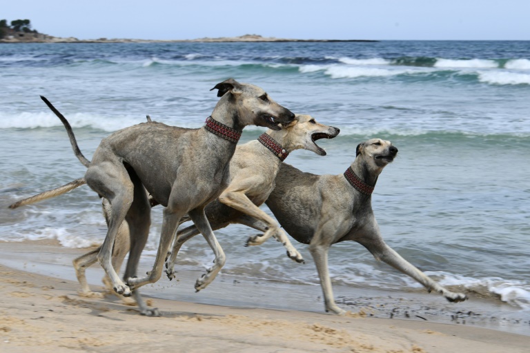 Dying breed: Tunisian dog lovers push to save age-old desert hound