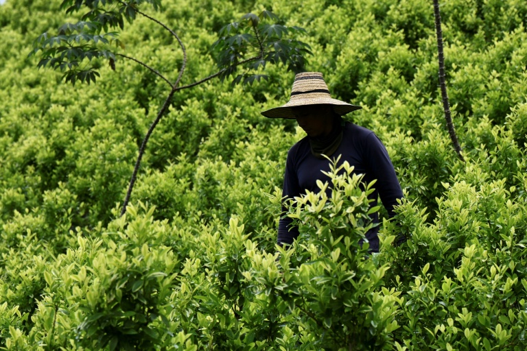 Aiming a blow at narcos, Colombia pays farmers to uproot coca