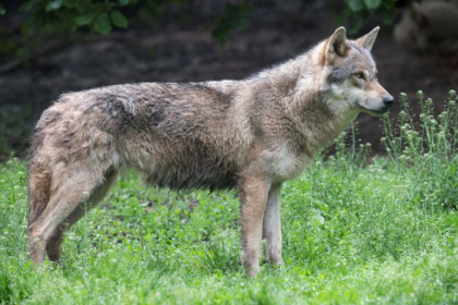 Members of the Bern Convention agreed in December 2024 to lower the wolf's status from 'strictly protected' to 'protected' - THOMAS KIENZLE (AFP)