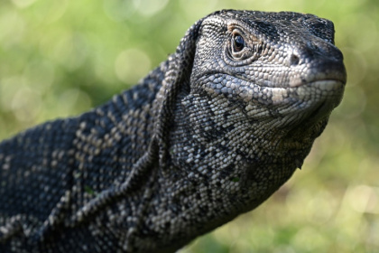 A monitor lizard, which researchers said might look a little like the ancient reptile ancestor that made the footprints - Lillian SUWANRUMPHA (AFP)