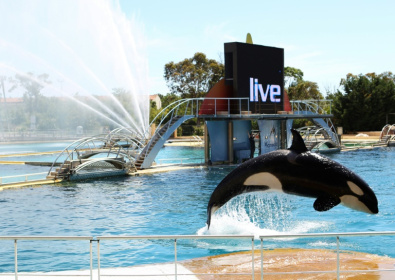Happier days: Marineland in 2013 - Jean-Christophe MAGNENET (AFP)
