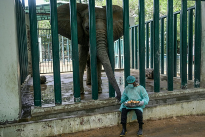 Mahout Ali Baloch feeds balls of food laced with medicine to Malika, an elephant with tuberculosis, at the Karachi Safari Park - Rizwan TABASSUM (AFP)