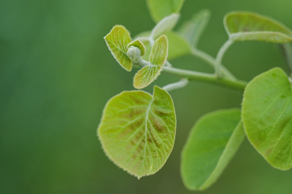 A kiwi bud on a vine grows on a plot of land managed by ReFruits Co - Richard A. Brooks (AFP)