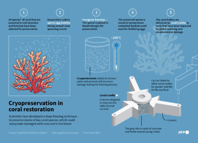 Freezing coral cells offers the chance to regenerate damaged and diminished species now and in the future - Nicholas SHEARMAN (AFP)