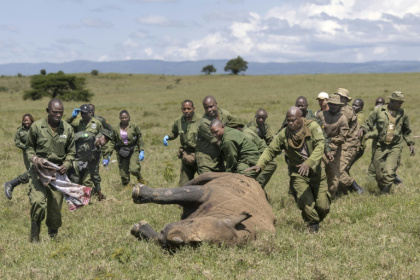The team has just minutes after a rhino is tranquilised - Tony KARUMBA (AFP)