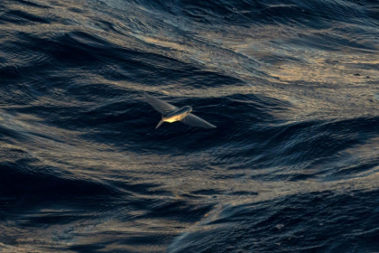 The United Nations is set to adopt the text of its high seas treaty on June 19 -- but it won't go into effect until 60 countries ratify it - PATRICK HERTZOG (AFP)