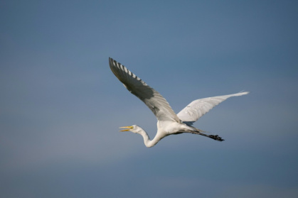 Australian researchers used GPS to follow eight plumed egrets and 10 great egrets over a period of months, after the birds left the Macquarie Marshes in New South Wales - Federico PARRA (AFP)