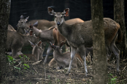 The Thai government and WWF have been breeding sambar deer and releasing them into the wild to provide tigers with prey - Lillian SUWANRUMPHA (AFP)