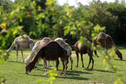Demand for camel milk is growing as its ecological and health benefits become better known - FRANCOIS LO PRESTI (AFP)