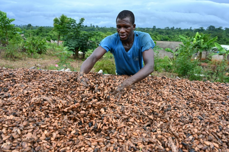 Nestle unveils method to boost cocoa yields as climate change hits