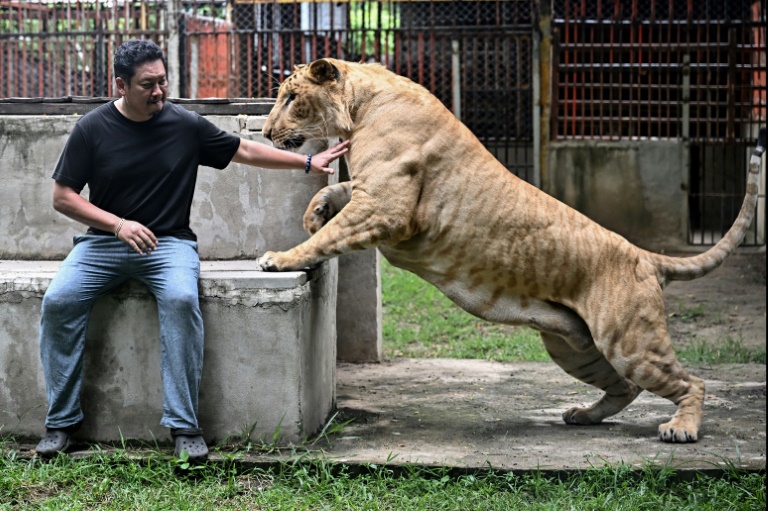 'Absolute madness': Thailand's pet lion problem