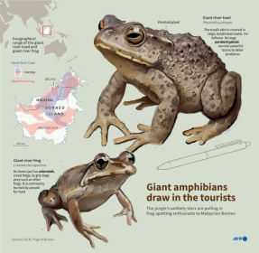 Infographic on two amphibians living on the island of Borneo, a giant river toad and a giant river frog - Nicholas SHEARMAN (AFP)