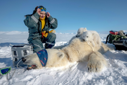 French scientist Marie-Anne Blanchet examines bear cubs  on the ice before taking biopsies and blood samples from their sedated mother - Olivier MORIN (AFP)