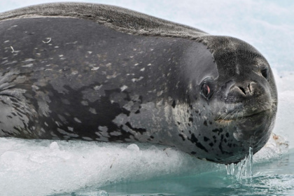 Hello, is it me you're looking for?
Male leopard seals sing to woo mates, scientists believe - Juan BARRETO (AFP)