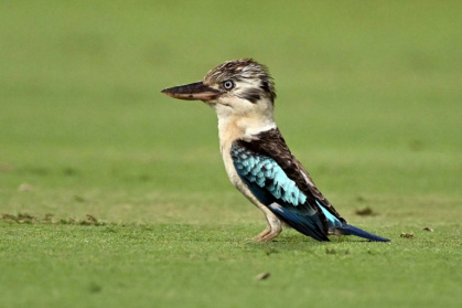 Scientists have documented surprising sex reversals in Australian birds such as the kookaburra. - William WEST (AFP)
