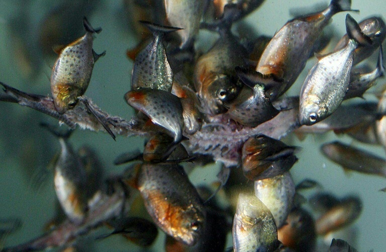 Sri Lanka to ban predatory pet fish to protect ecosystems